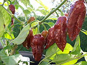 Bhut Jolokia Chocolate