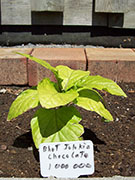 Bhut Jolokia Chocolate