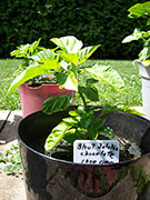 Bhut Jolokia Chocolate