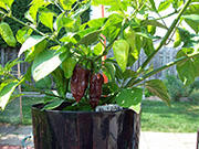 Bhut Jolokia Chocolate