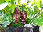 Bhut Jolokia Chocolate