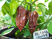 Bhut Jolokia Chocolate