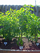 Cayenne Joe's Long