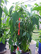 Cayenne Joe's Long