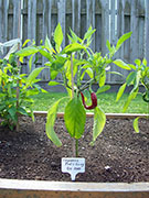 Cayenne Joe's Long