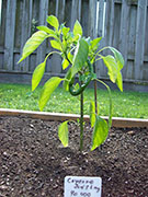 Cayenne Joe's Long