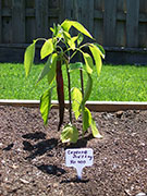 Cayenne Joe's Long