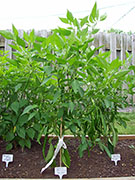 Cayenne Joe's Long