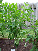 Cayenne Joe's Long