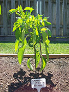 Cayenne Joe's Long