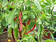 Cayenne Joe's Long