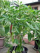 Cayenne Joe's Long