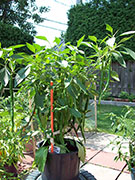 Cayenne Joe's Long