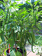 Cayenne Joe's Long