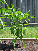 Cayenne Joe's Long