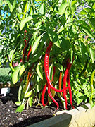 Cayenne Joe's Long