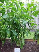 Cayenne Joe's Long