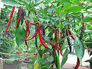 Cayenne Joe's Long