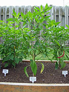 Cayenne Joe's Long