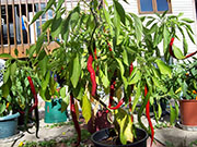 Cayenne Joe's Long