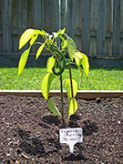 Cayenne Joe's Long