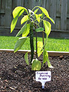 Cayenne Joe's Long