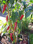 Cliquez pour agrandir Piment d'Espelette