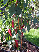 Cliquez pour agrandir Piment d'Espelette