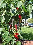 Cliquez pour agrandir Piment d'Espelette