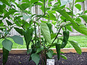 Cliquez pour agrandir Piment d'Espelette