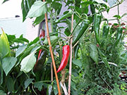 Cliquez pour agrandir Piment d'Espelette