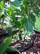 Cliquez pour agrandir Piment d'Espelette
