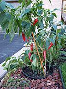 Cliquez pour agrandir Piment d'Espelette