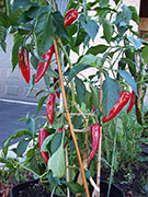 Cliquez pour agrandir Piment d'Espelette
