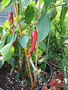 Cliquez pour agrandir Piment d'Espelette
