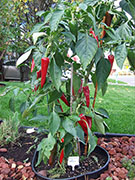 Cliquez pour agrandir Piment d'Espelette