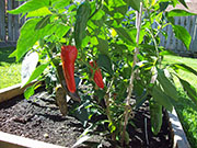 Cliquez pour agrandir Piment d'Espelette