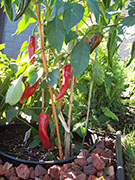 Cliquez pour agrandir Piment d'Espelette