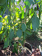 Cliquez pour agrandir Piment d'Espelette