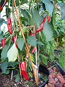 Cliquez pour agrandir Piment d'Espelette