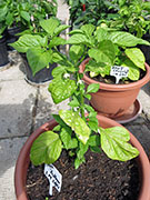 Bhut Jolokia Yellow