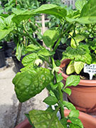 Bhut Jolokia Yellow