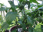 Bhut Jolokia Yellow