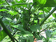 Bhut Jolokia Yellow