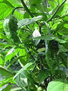 Bhut Jolokia Yellow