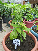 Bhut Jolokia Yellow