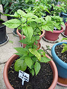 Bhut Jolokia Yellow