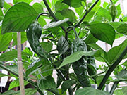 Bhut Jolokia Yellow