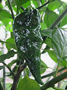 Bhut Jolokia Yellow