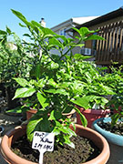 Bhut Jolokia Yellow